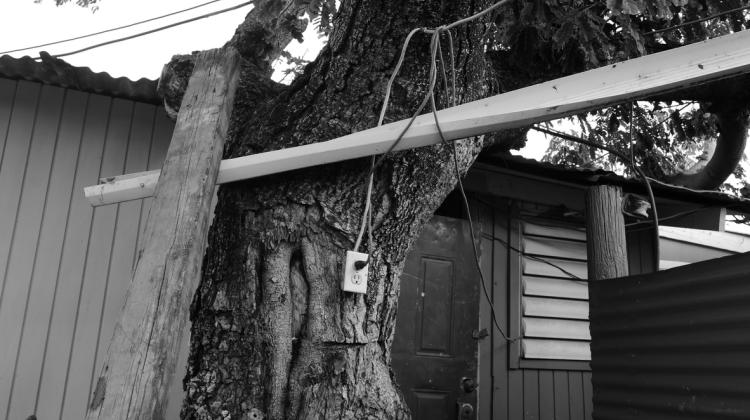 Black and white image with an outlet affixed to a tree and an extension cord plugged into the outlet